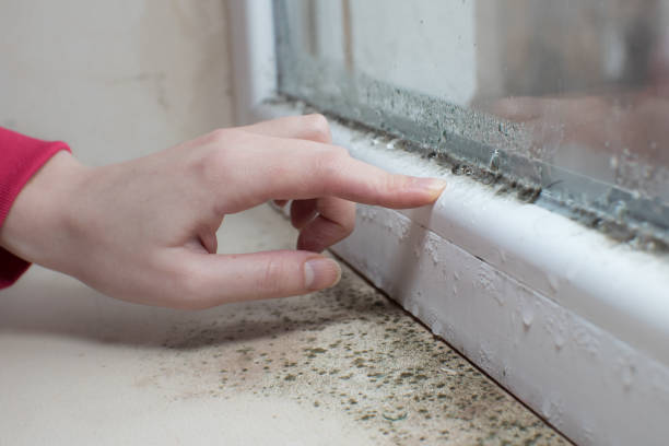 Asbestos and Lead Testing During Mold Inspection in Coronita, CA